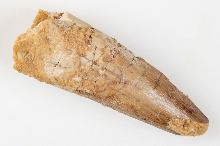 1.9" Spinosaurus Tooth - Real Dinosaur Tooth